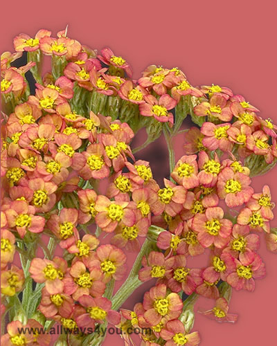 Achillea-Orange Flower,Wholesale Fresh Cut Roses Flowers,Whole sale Brooklyn, New York,call jacob at